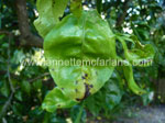 Alternaria