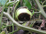 Blossom End Rot