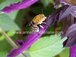 Blue banded bee (Amegilla)