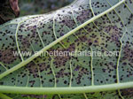 Black Spot on Pawpaw