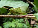Bladder Cicada