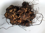 Crown Gall image (image by Helen)