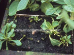 Damping Off fungus