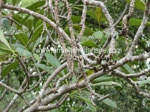 Dieback on frangipani