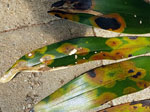 Erwinia on king orchid leaves (image by Julia)