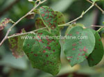 Fleck On Quince