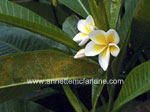 Frangipani Rust