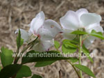 Grey Mould On Roses