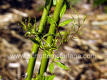 Herbicde Damage On Roses