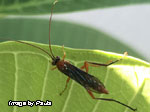 Ichneumon wasp