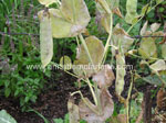 Mildew on peas