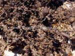 Nematodes