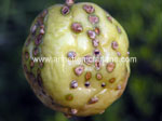 Passionfruit Scab