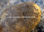 Potato scab