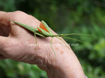 Stick insect