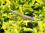 Stick insect