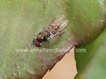 Tachnid fly on roses