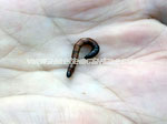 Wire worm